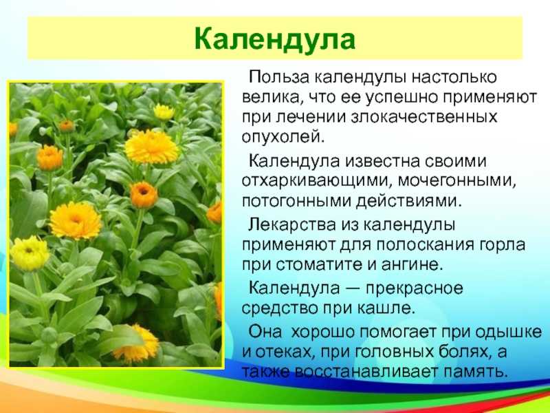 Настойка календулы против прыщей: польза, рецепты лосьонов и масок от различных высыпаний