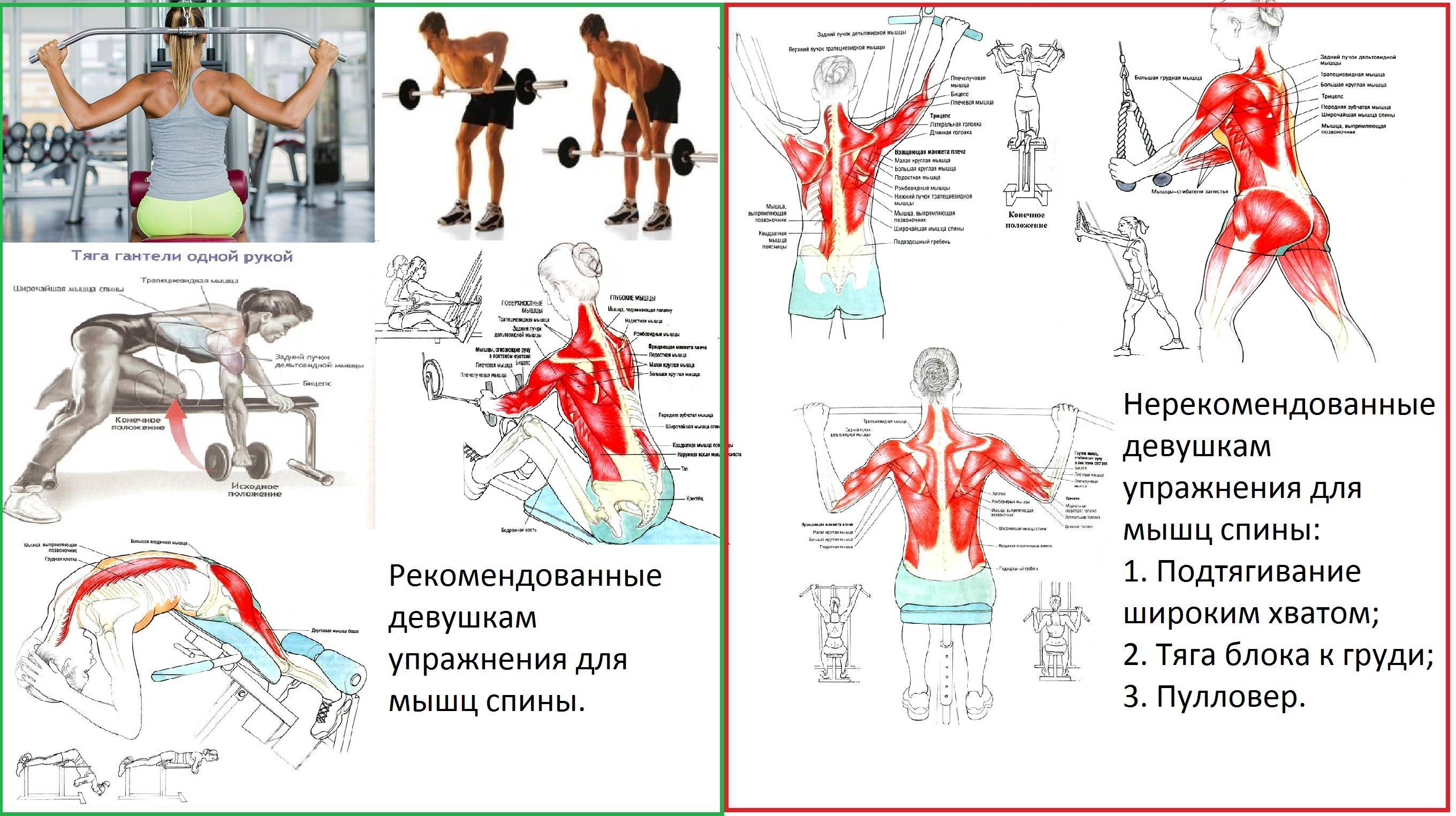 Упражнения на спину в зале. Упражнения на укрепление спины в тренажерном зале для девушек. Базовые силовые упражнения на спину в спортзале. Тренировка на спину в тренажерном зале для девушек программа. Базовые упражнения на спину в тренажерном зале для девушек.