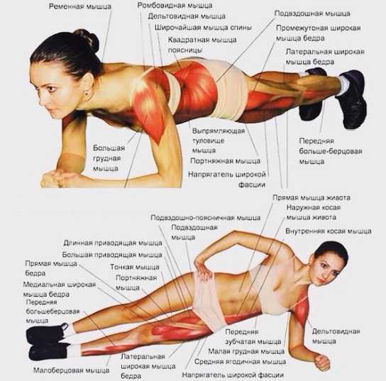 5 упражнения для мышц спины в домашних условиях без тренажеров и железа