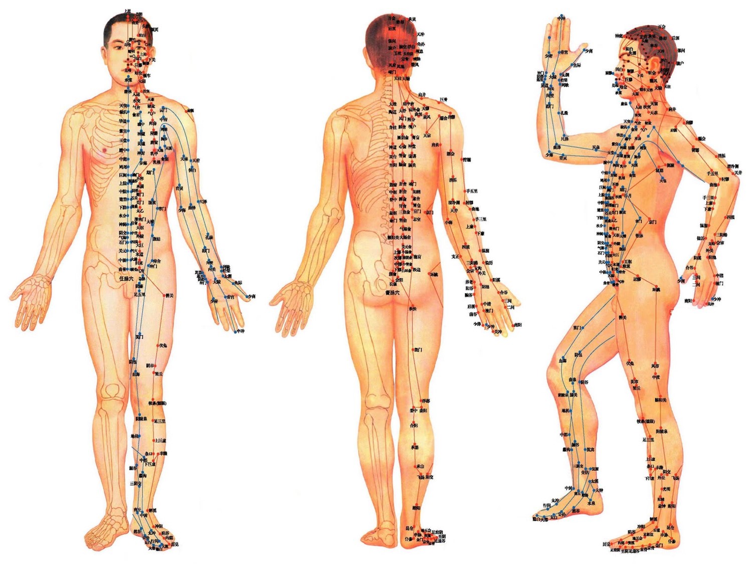 Точечный массаж: активные акупунктурные точки китайской медицины на теле - атлас, схемы