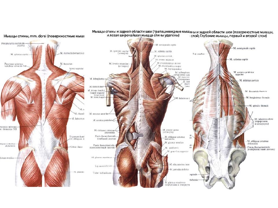Мышцы спины анатомия картинки с названиями