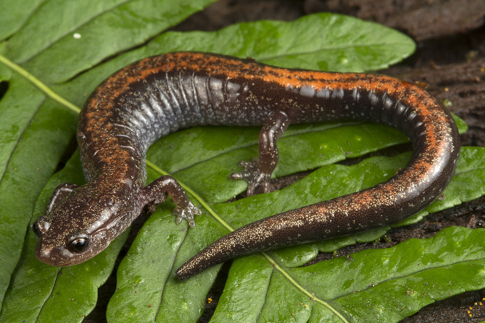 The salamander