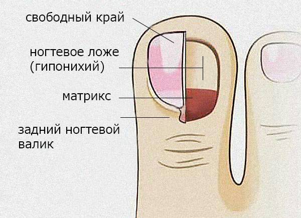 Что такое ортониксия?