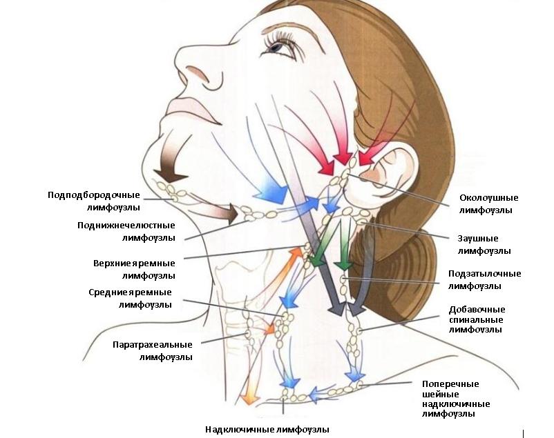 Лимфоузлы на лице схема расположения у женщин