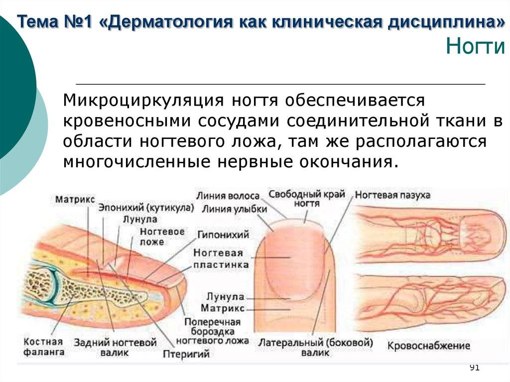 Что такое ногти? состав и строение ногтей на руках человека . из чего состоят ногти