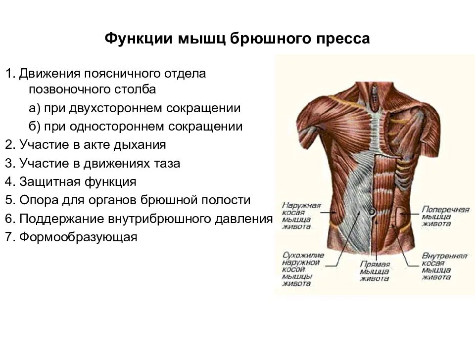 Поперечная мышца живота. Анатомия, функция, тренировка пресса