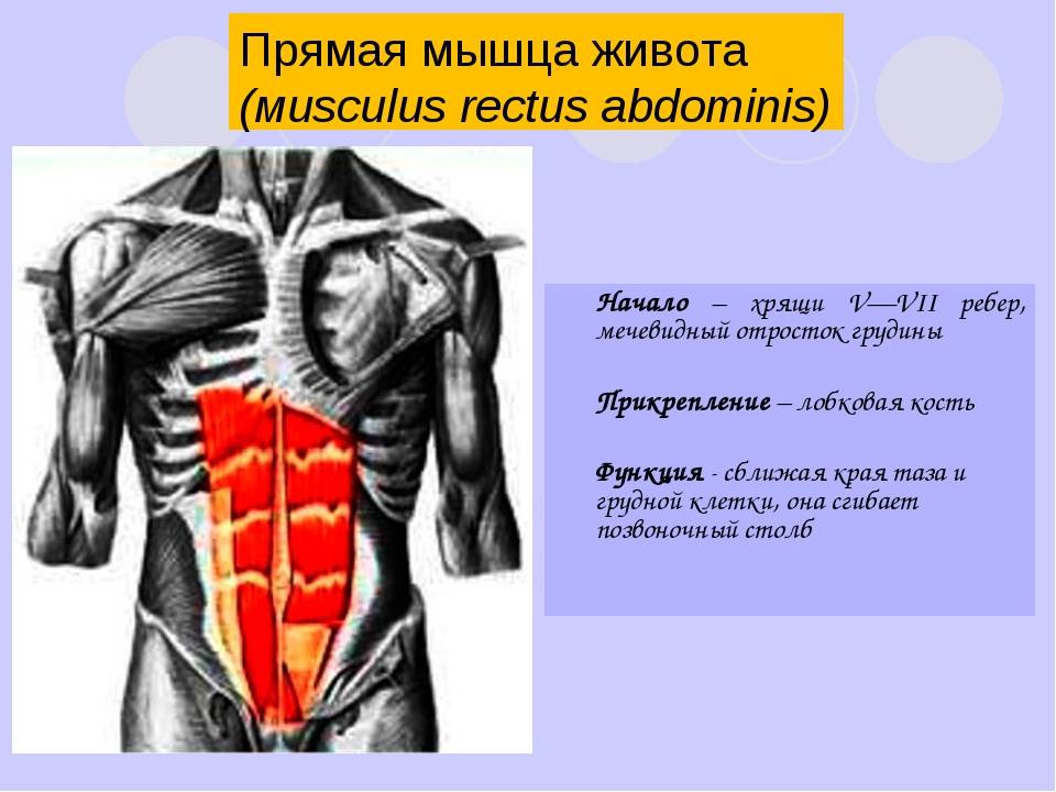 Анатомия и строение мышц живота: что и как устроено