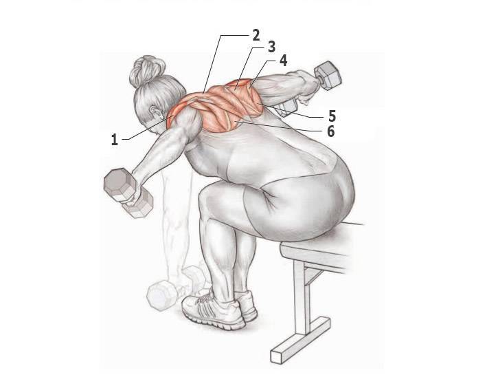 Упражнение для спины с гантелями для укрепления мышц для женщин и мужчин