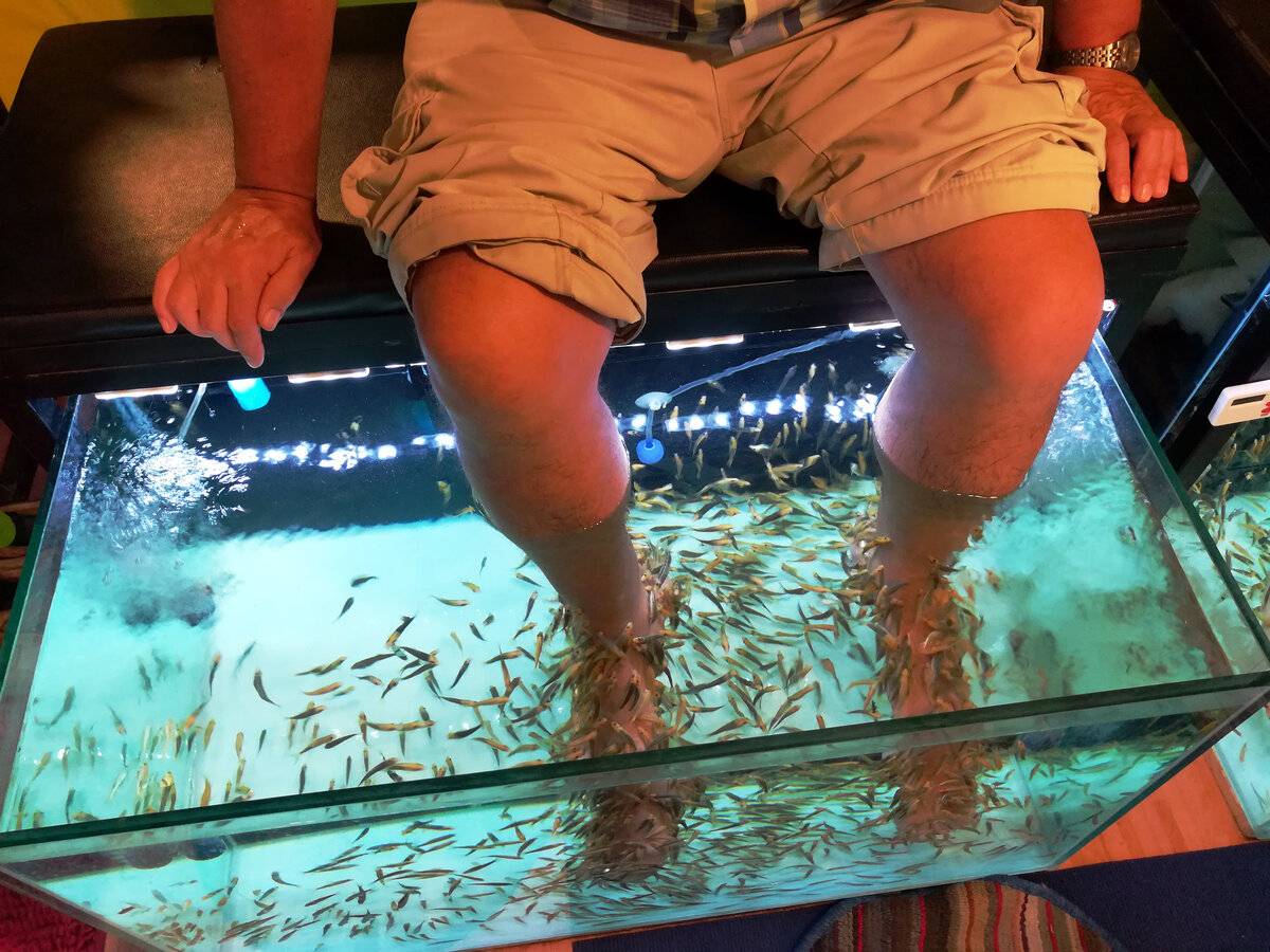 Рыбный массаж ног — странный, но прибыльный бизнес fish spa