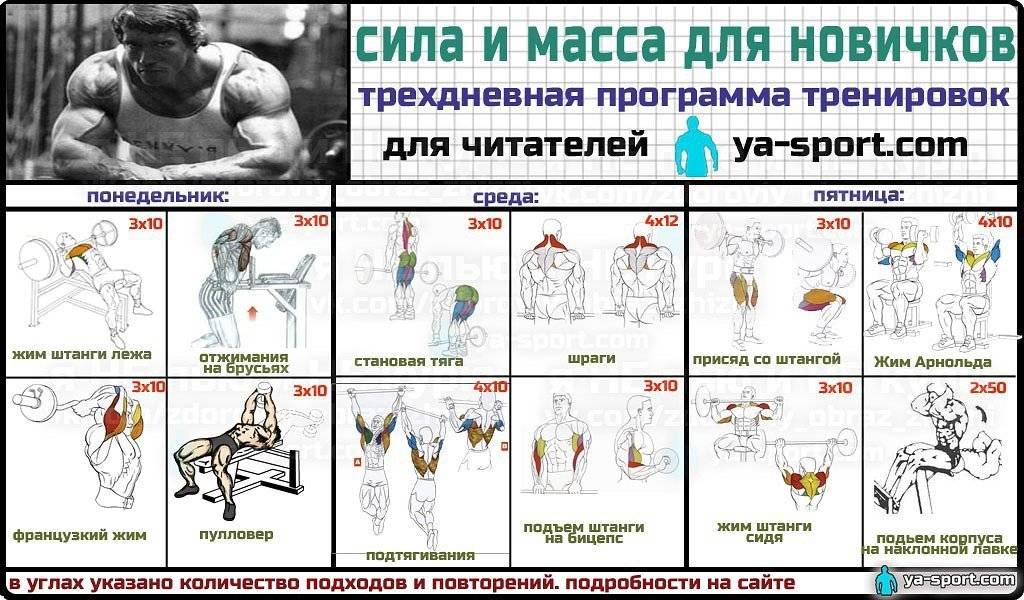 Программа тренировок для девушек на массу: набираем «правильный» вес