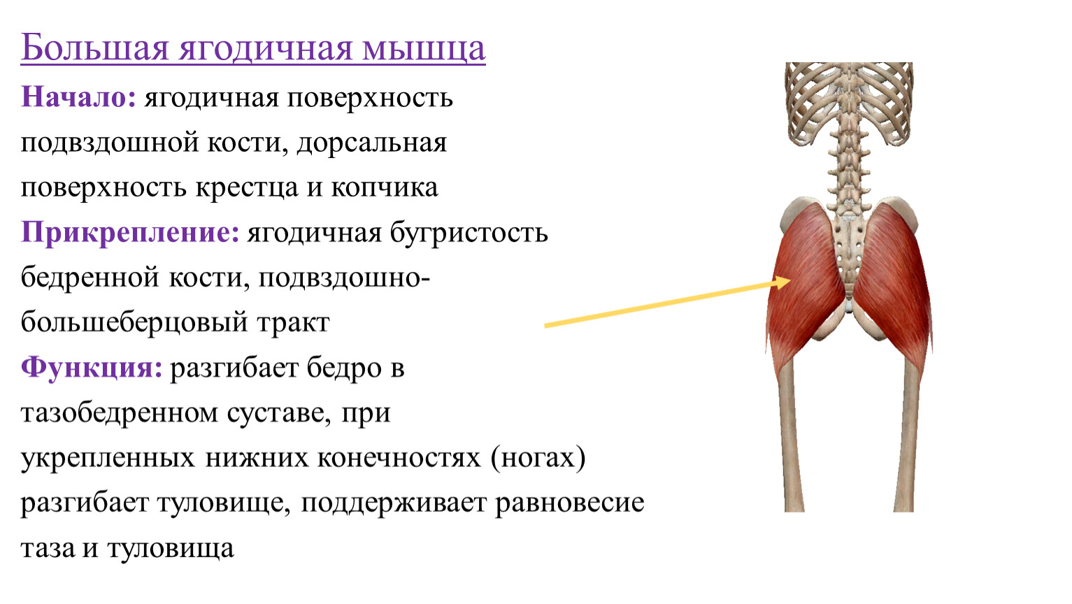 Большая ягодичная мышца: анатомия, функции и упражнения | kinesiopro