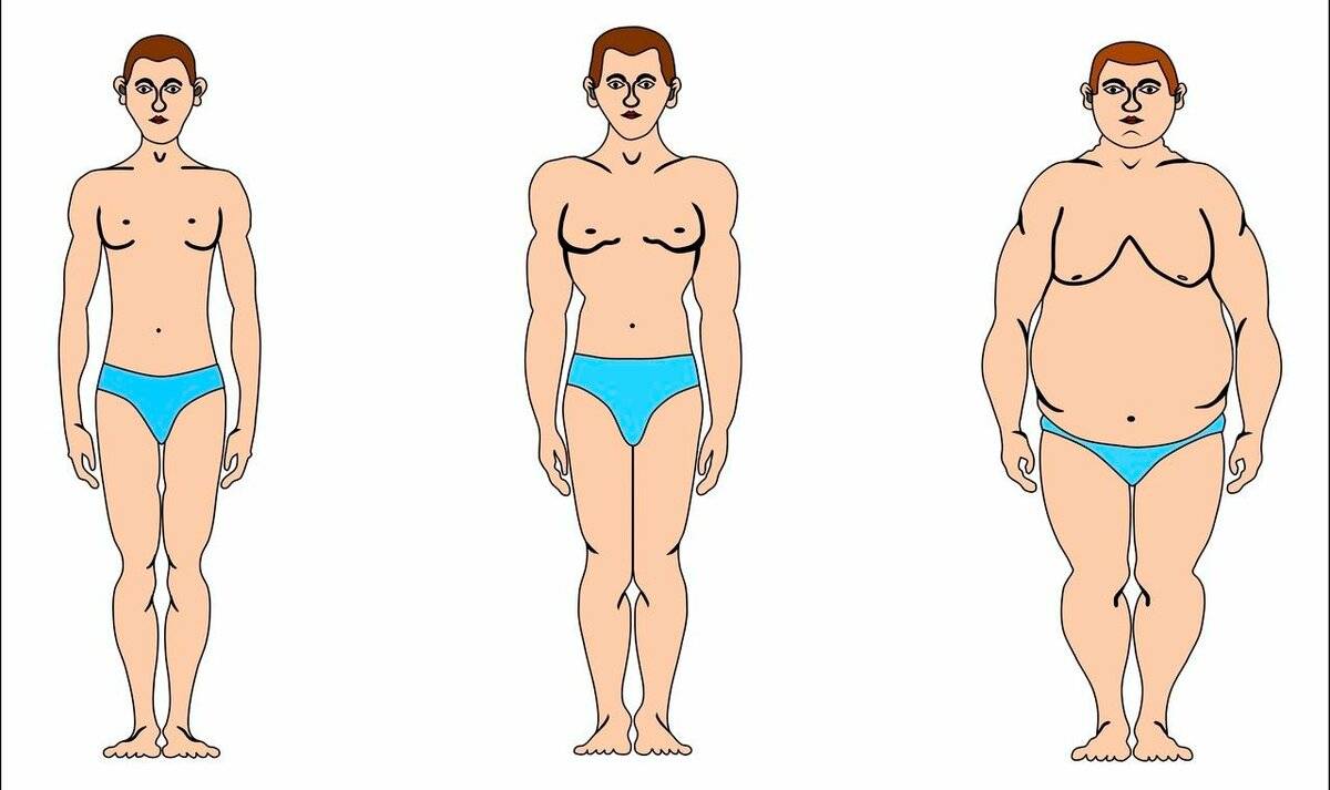 Диета и программа тренировок при нормостеническом типе телосложения