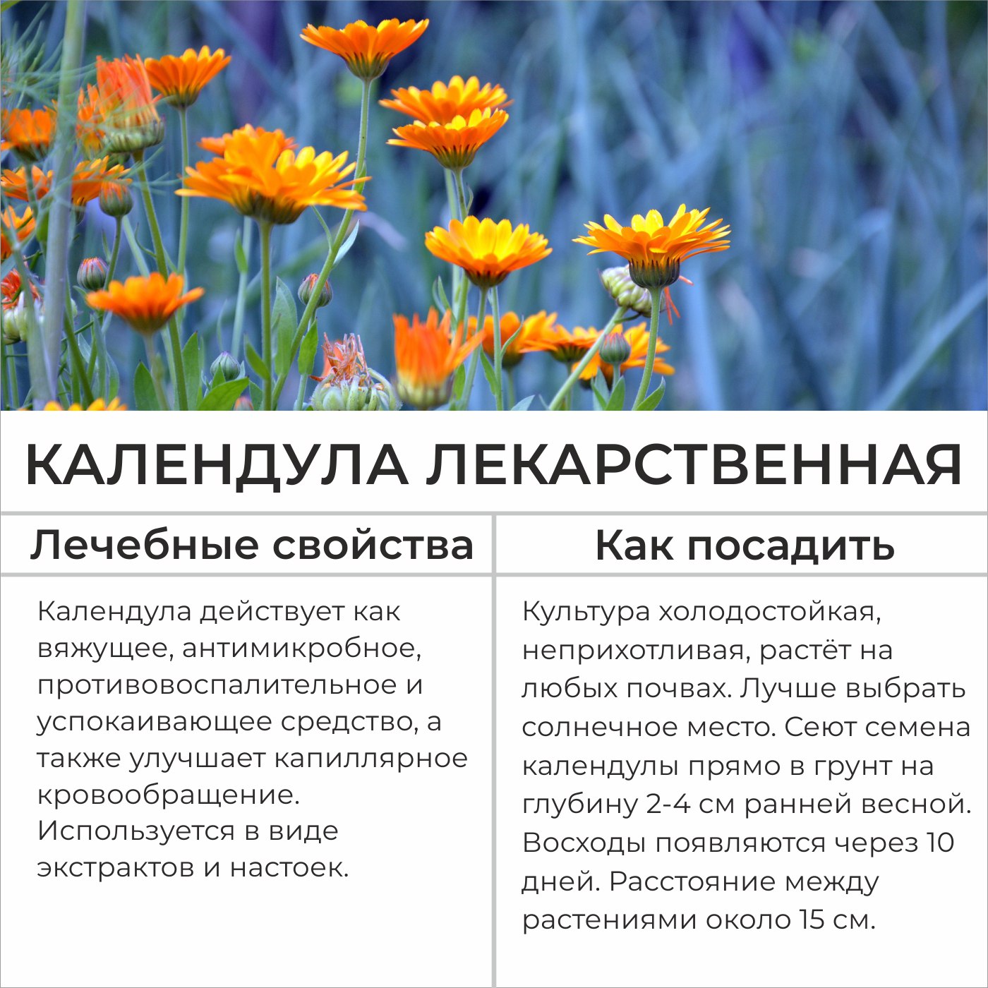 Настойка календулы от прыщей на лице: как применять, реальные отзывы
