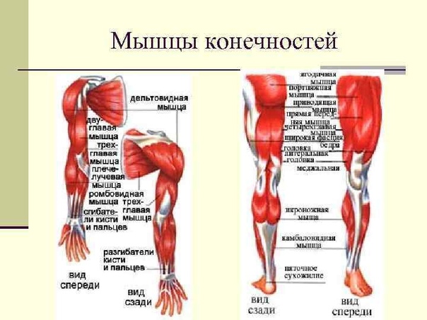 Анатомия и строение мышц ног: что, как устроено и как качать