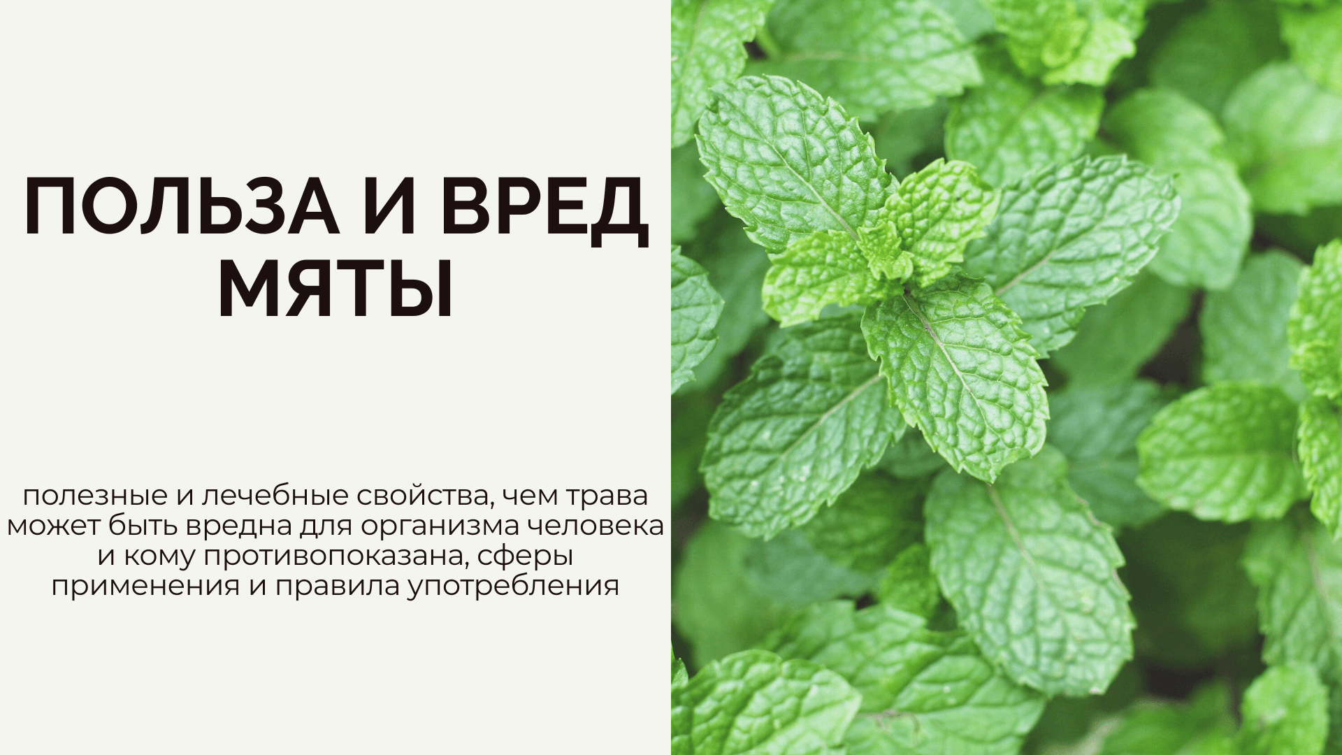 Как использовать эфирное масло перечной мяты для лица