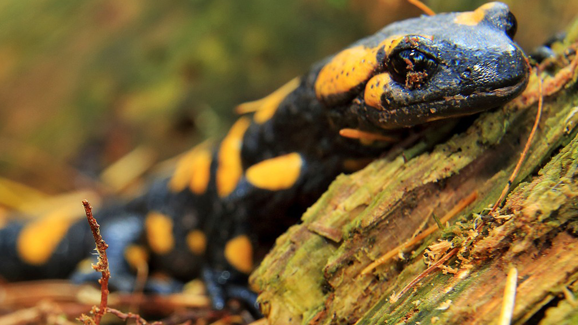 Facts about salamanders