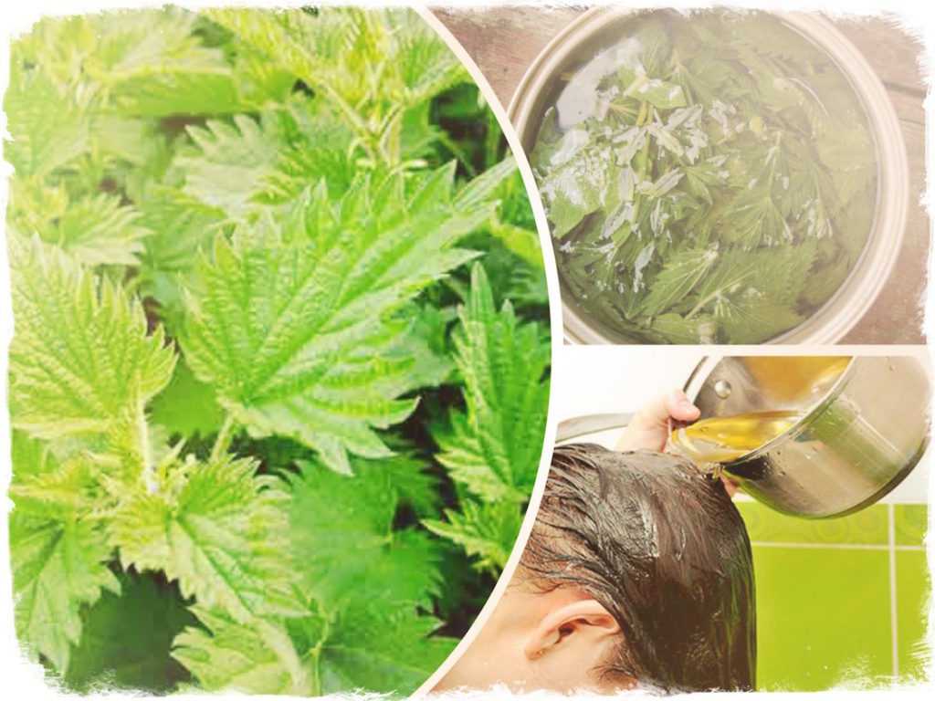 Лучшие травы для волос: народные рецепты для густой шевелюры