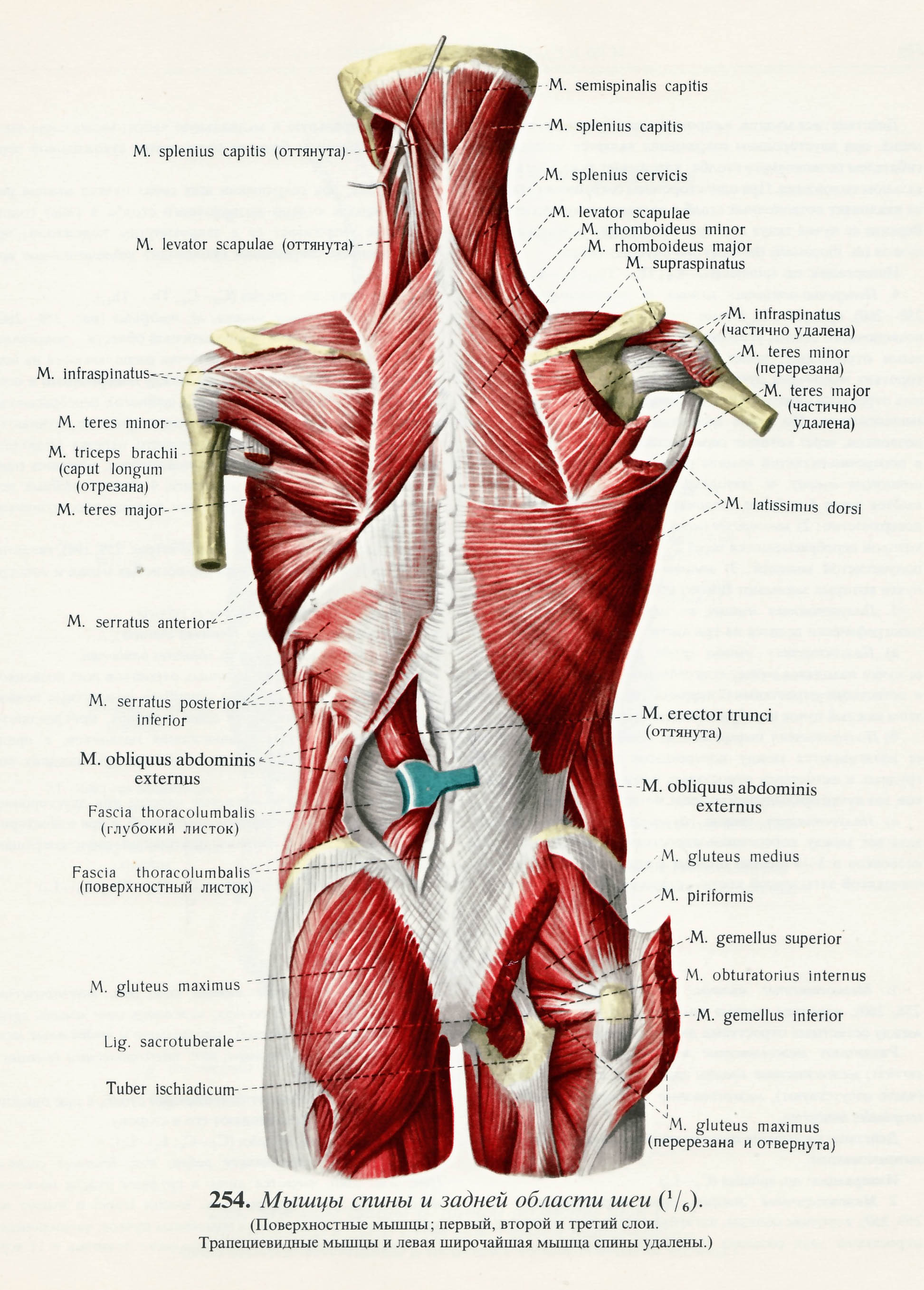 Мышцы спины человека: анатомия и строение, глубокие и поверхностные, фото и функции, косые мышцы спины | ревматолог | zaslonovgrad.ru