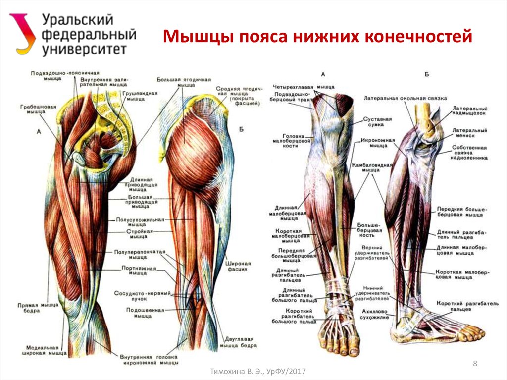Анатомия мышц ног человека, строение и функции