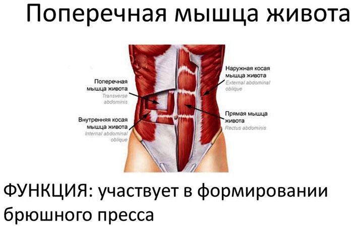 Мышцы живота (прямые и косые) анатомия и строение брюшного пресса