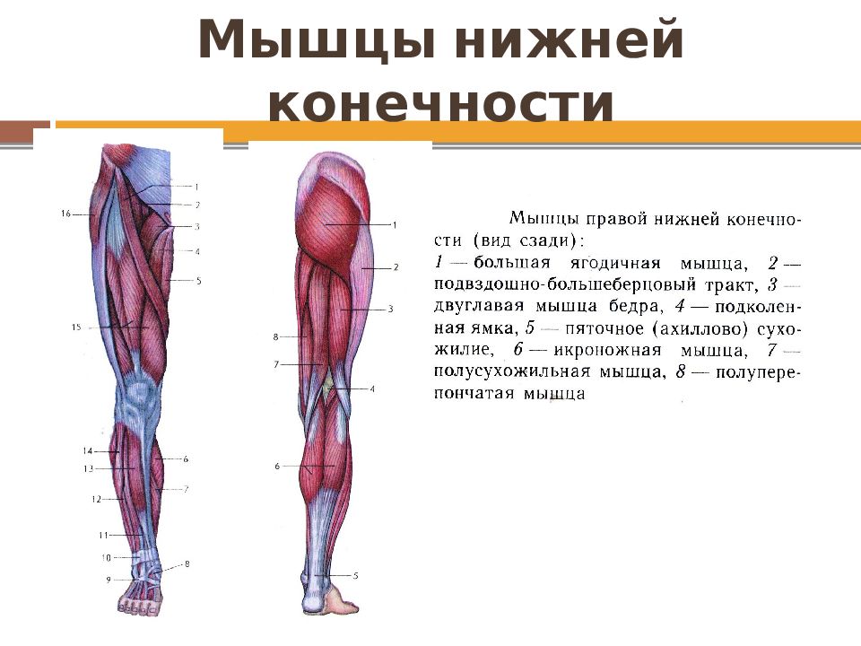 Мышцы бёдер. строение и функции.