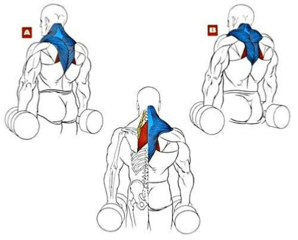 Трапециевидная мышца: упражнения с гантелями, тренировка в домашних условиях и тренажерном зале, способы прокачать или уменьшить мышцу