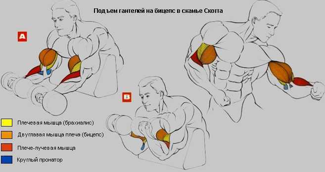 Как накачать правильно бицепс в домашних условиях за неделю, как накачать бицепс в домашних условиях без гантелей