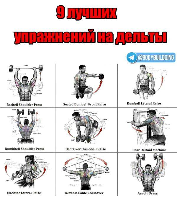 Упражнения для девушек на плечи: виды упражнений, пошаговая инструкция выполнения, расписание программы тренировок и необходимое спортивное оборудование
