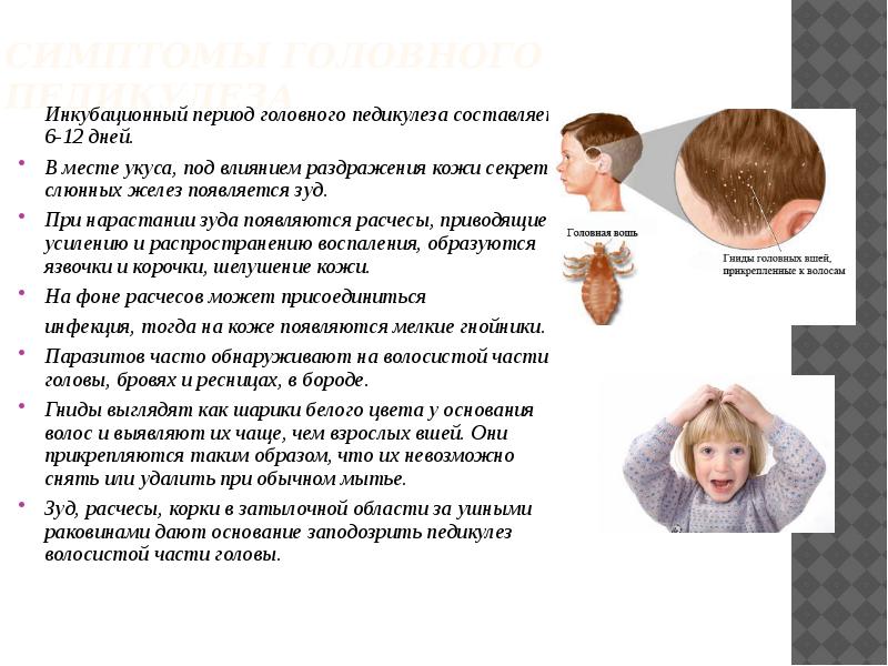 Могут ли не пускать ребенка в школу если у его вши