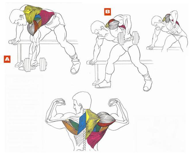 Базовые упражнения для спины с гантелями в домашних условиях