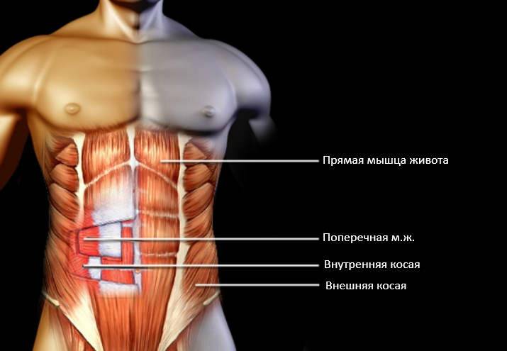 Как правильно тренировать поперечную мышцу живота