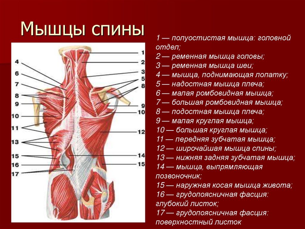 Расположение мышц на спине человека схема