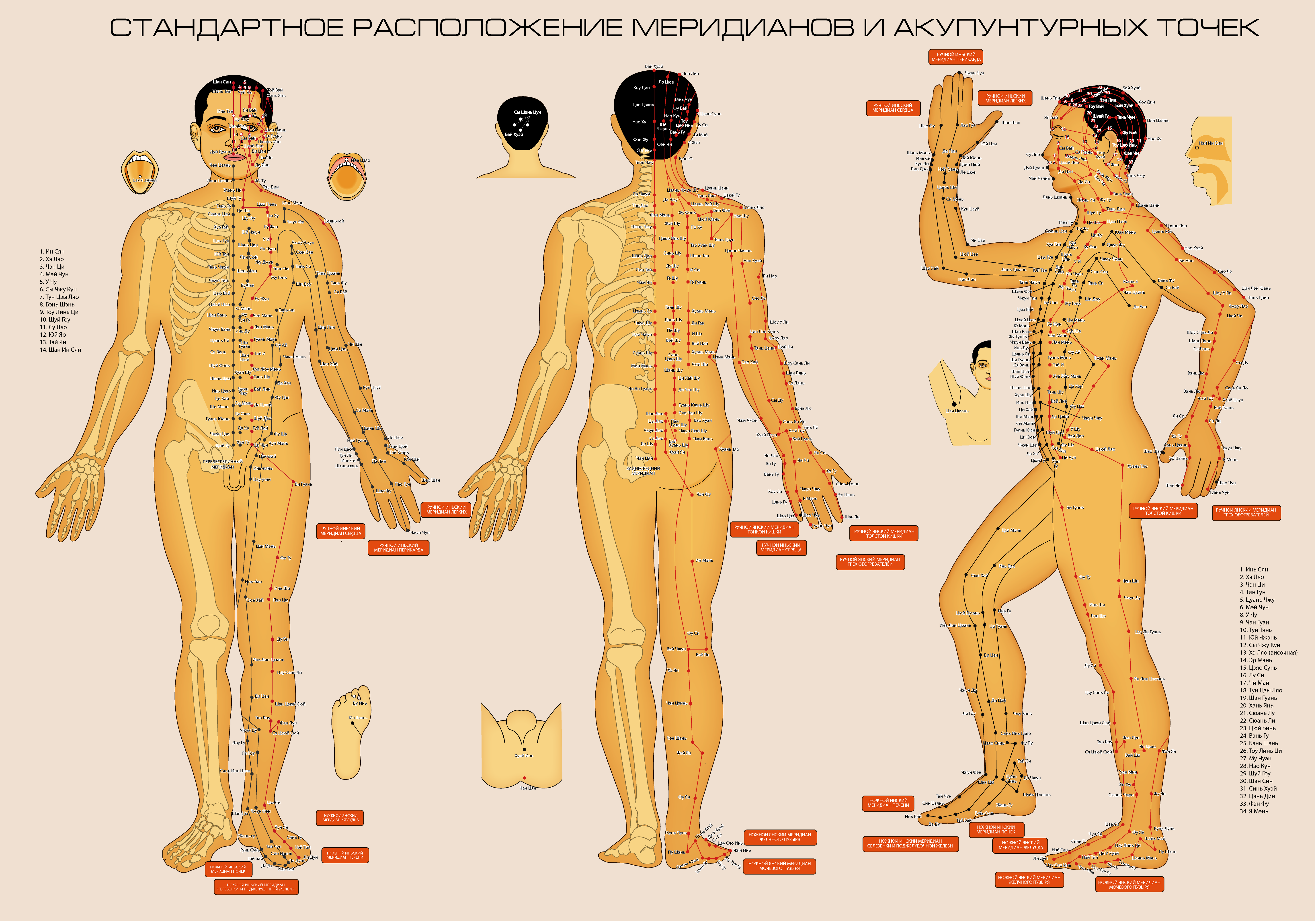 Акупунктурное тело. Акупунктурные точки на теле человека китайская медицина. Меридианы на теле человека схема. Атлас акупунктурных точек и меридианов. Китайская Акупрессура атлас точек.