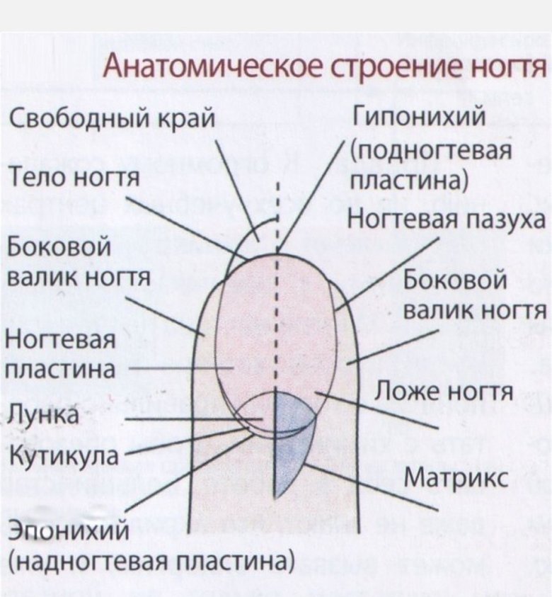 Лунки на ногтях: что означают, особенности строения, советы по уходу