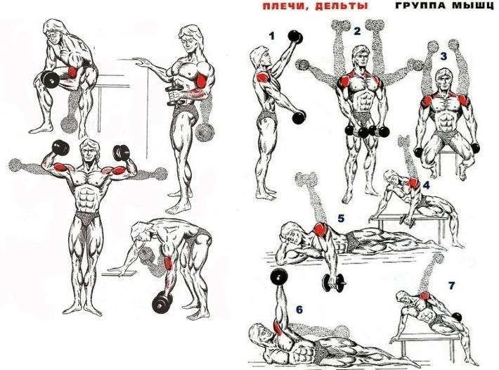 Как правильно тренировать дельтовидные мышцы плеча дома и в зале?