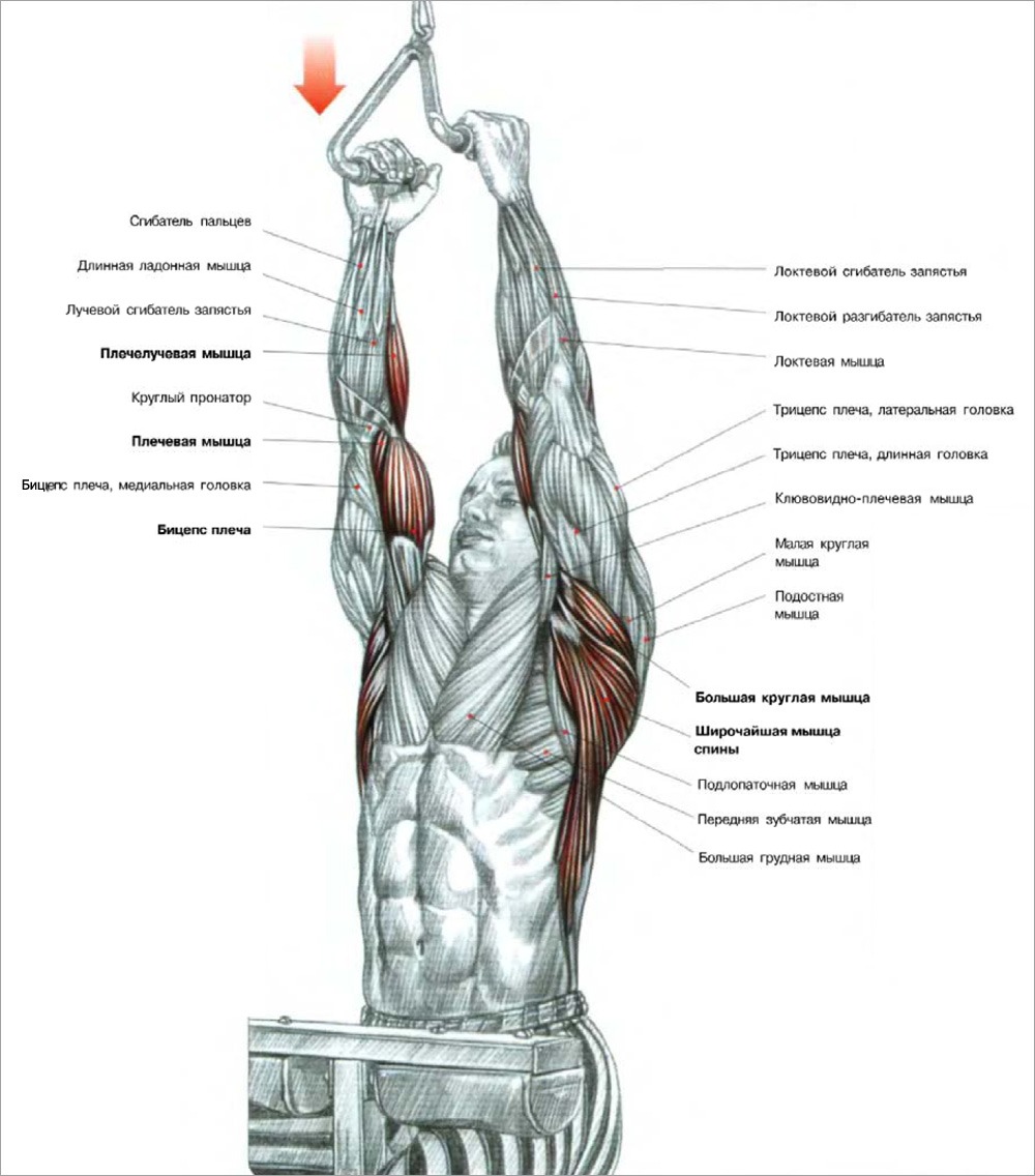 Тяга верхнего блока параллельным хватом: какие мышцы работают, техника выполнения