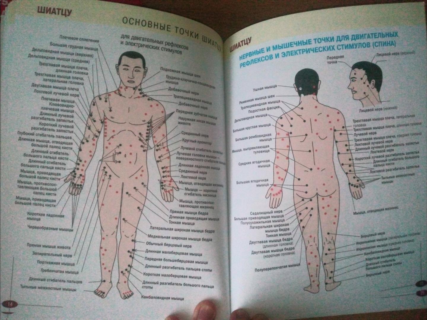 Рефлекторные зоны