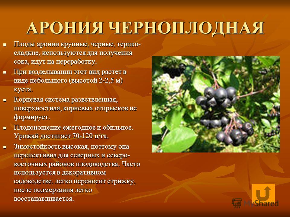 Косметика и препараты из рябины - про-лицо.ру