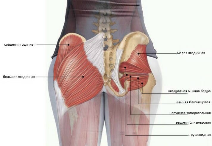 Большая ягодичная мышца – анатомия, функции, лучшие упражнения