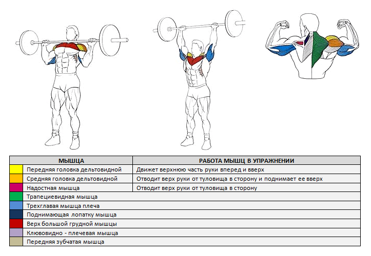Мышцы подъем штанги на. Плечи - жим гантелей стоя (армейский жим). Жим штанги стоя какие мышцы работают. Жим штанги стоя армейский жим. Жим штанги стоя техника.