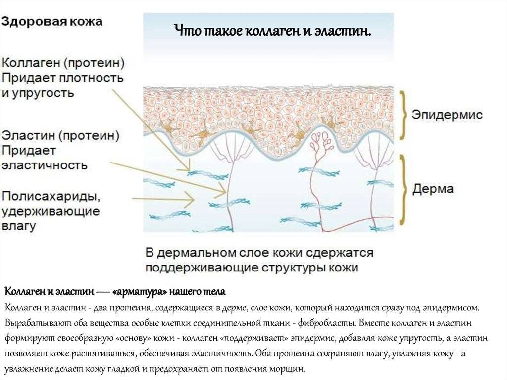 Эластин для молодости кожи: советы и особенности применения | marykay-4u.ru