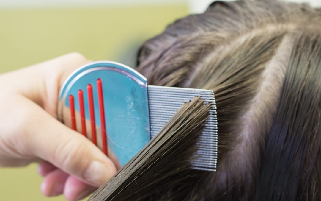 Как вывести вшей и гнид в домашних условиях с длинных волос в домашних условиях