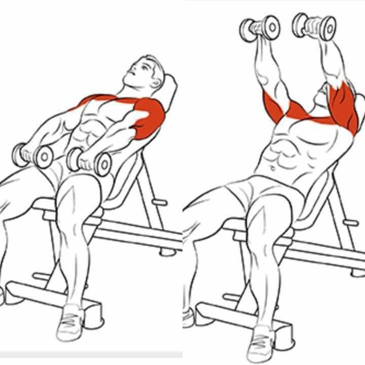 Упражнения для спины с гантелями, как качать широчайшие мышцы у мужчин и женщин