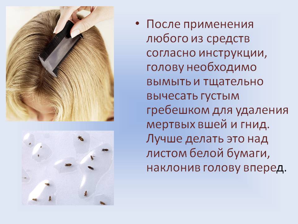 Как выглядит мертвая вша medistok.ru - жизнь без болезней и лекарств medistok.ru - жизнь без болезней и лекарств