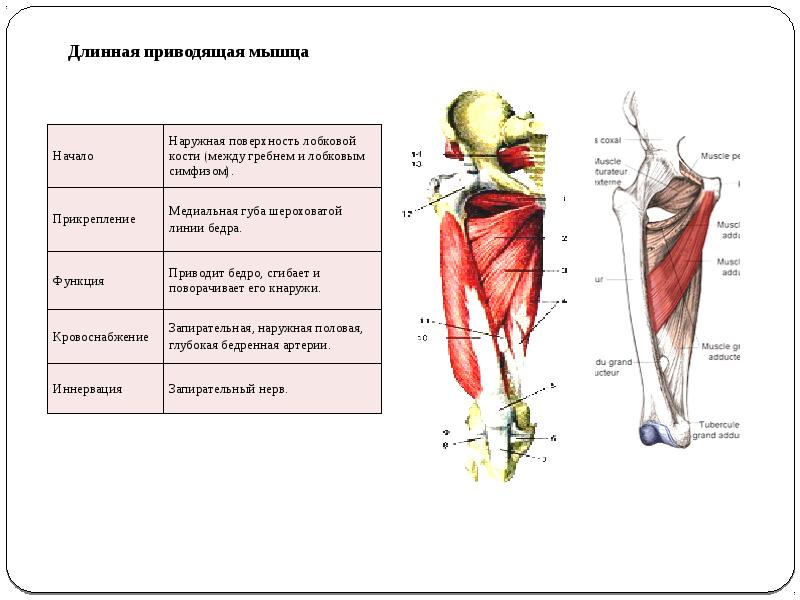 Приводящие мышцы бедра: большая, длинная и малая, анатомия, функции и топ упражнений для аддукторов