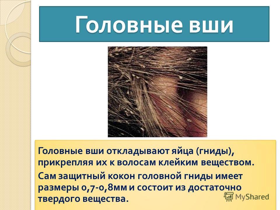 Мертвые гниды: как выглядят, как избавиться, как убрать с волос, щелкают ли они, как понять живая или нет, как вычесать с длинных волос после обработки