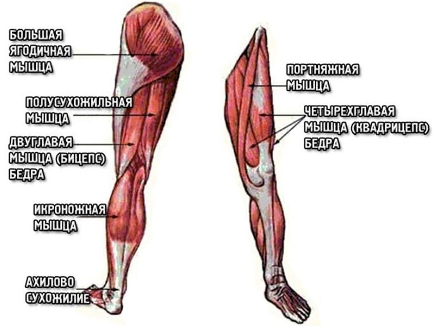 Мышцы нижних конечностей человека: анатомия, функции