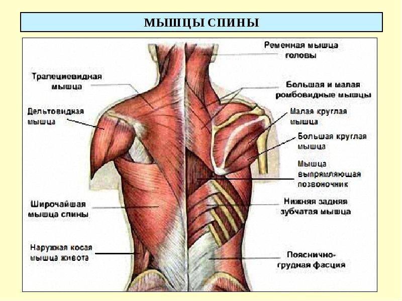 Анатомия и строение мышц спины: что и как устроено