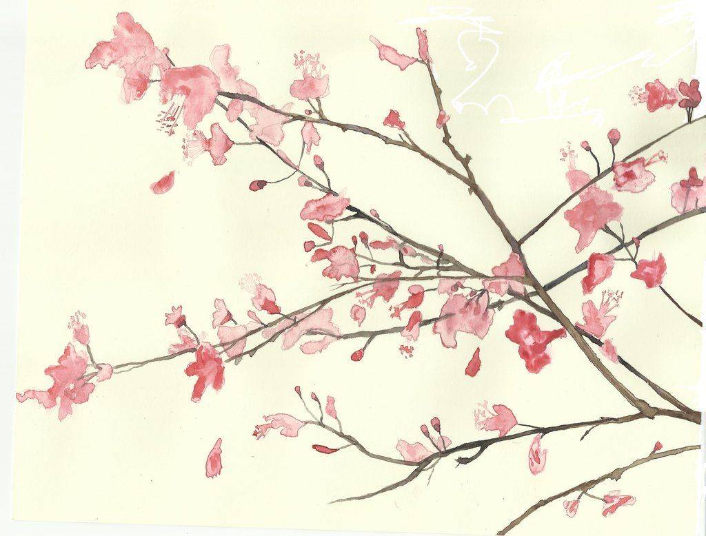 Японская вишня – 5 характерных отличий, виды, посадка и уход