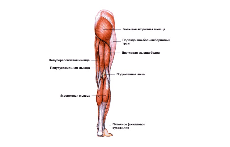 Анатомия мышц ног
